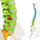 Flexible Colored Human Spinal Life Size with with Femur Heads