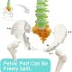 Flexible Colored Human Spinal Life Size with with Femur Heads