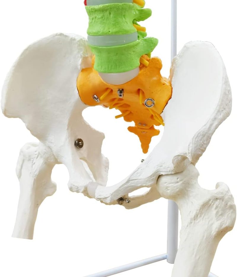 Flexible Colored Human Spinal Life Size with  with Femur Heads