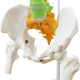 Flexible Colored Human Spinal Life Size with  with Femur Heads