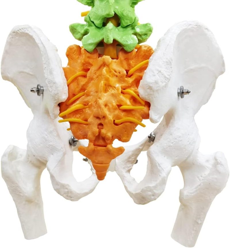 Flexible Colored Human Spinal Life Size with with Femur Heads