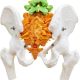 Flexible Colored Human Spinal Life Size with with Femur Heads