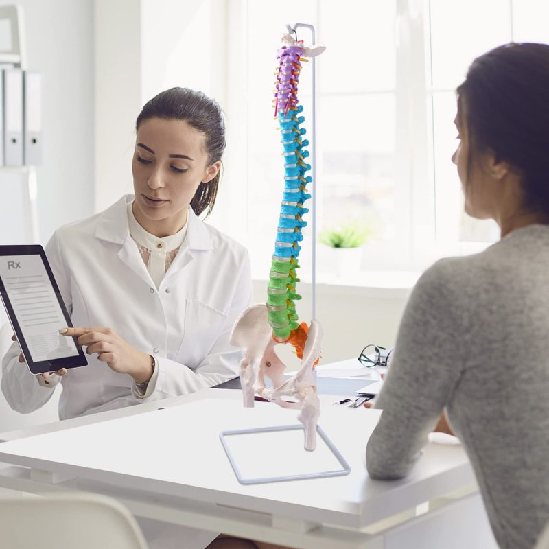 Flexible Colored Human Spinal Life Size with with Femur Heads