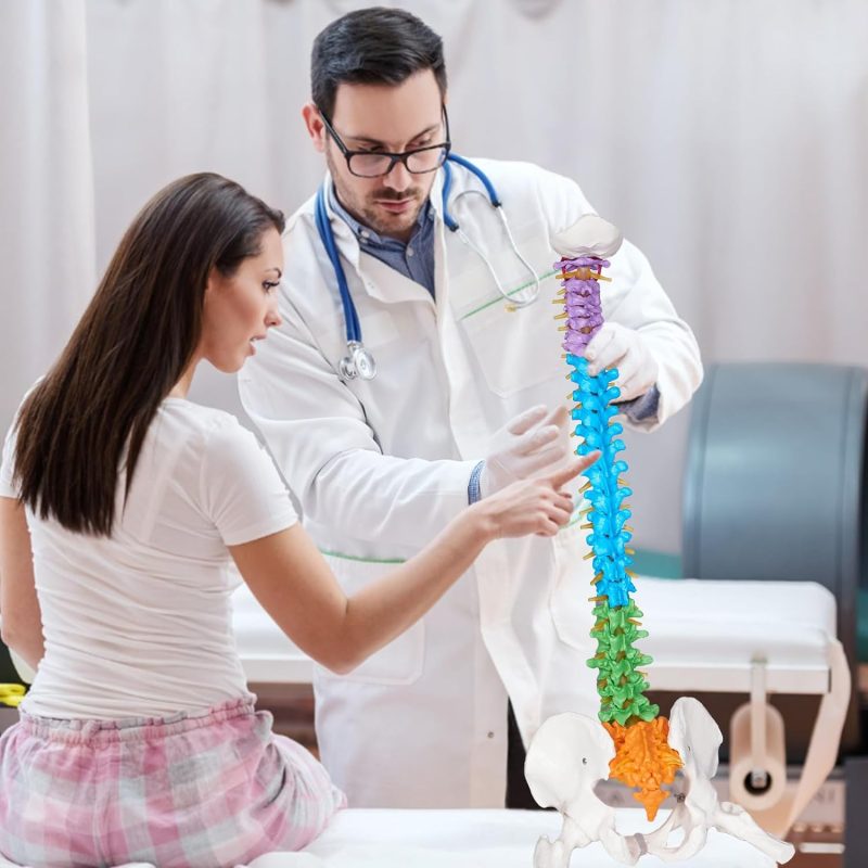 Flexible Colored Human Spinal Life Size with with Femur Heads