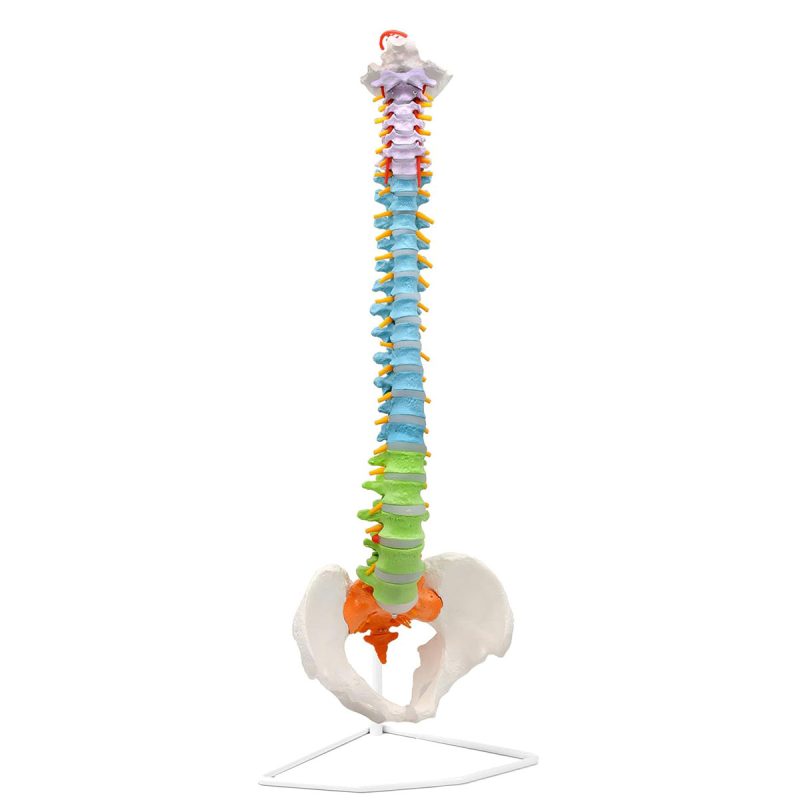 Flexible Colored Human Spine Model with Pelvis Life-size