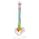 Flexible Colored Human Spine Model with Pelvis Life-size
