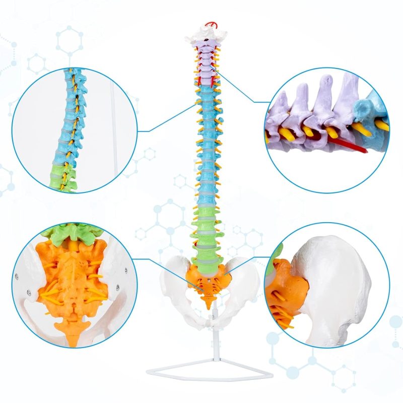Flexible Colored Human Spine Model with Pelvis Life-size