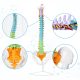 Flexible Colored Human Spine Model with Pelvis Life-size