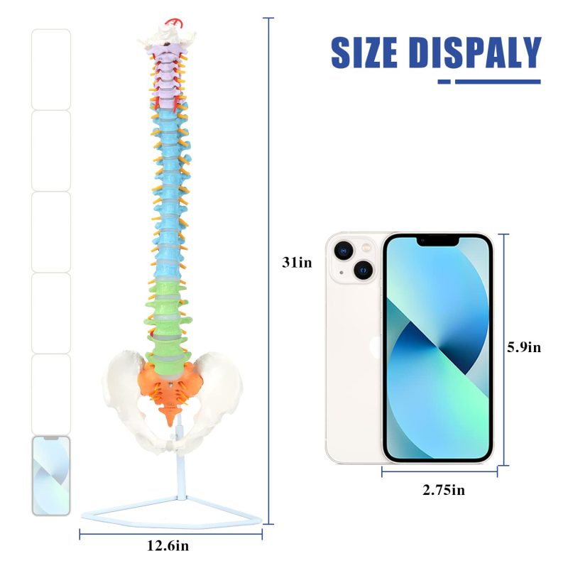 Flexible Colored Human Spine Model with Pelvis Life-size
