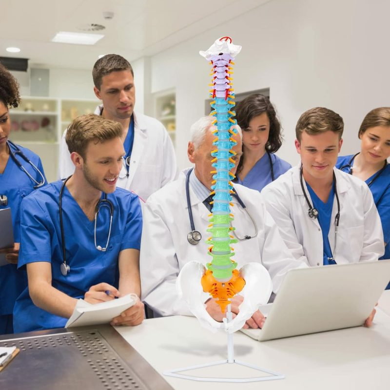 Flexible Colored Human Spine Model with Pelvis Life-size