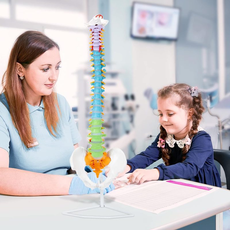 Flexible Colored Human Spine Model with Pelvis Life-size