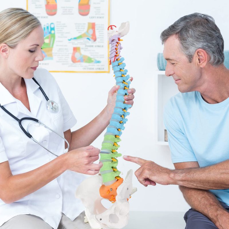 Flexible Colored Human Spine Model with Pelvis Life-size