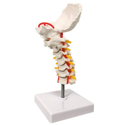 Life-size Cervical Vertebral Column with Spinal Nerves and Arteries