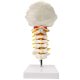 Life-size Cervical Vertebral Column with Spinal Nerves and Arteries