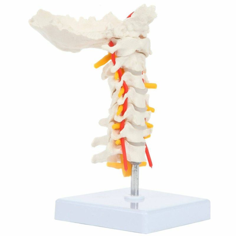 Life-size Cervical Vertebral Column with Spinal Nerves and Arteries