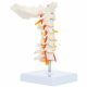 Life-size Cervical Vertebral Column with Spinal Nerves and Arteries
