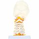 Life-size Cervical Vertebral Column with Spinal Nerves and Arteries