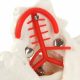 Life-size Cervical Vertebral Column with Spinal Nerves and Arteries