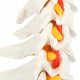 Life-size Cervical Vertebral Column with Spinal Nerves and Arteries