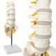 Life Size Human Lumbar Vertebrae Anatomy Model with Sacrum and Spinal Nerves