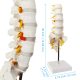 Life Size Human Lumbar Vertebrae Anatomy Model with Sacrum and Spinal Nerves