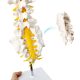 Life Size Human Lumbar Vertebrae Anatomy Model with Sacrum and Spinal Nerves