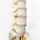 Life Size Human Lumbar Vertebrae Anatomy Model with Sacrum and Spinal Nerves