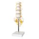 Life Size Human Lumbar Vertebrae Anatomy Model with Sacrum and Spinal Nerves