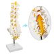 Life Size Human Lumbar Vertebrae Anatomy Model with Sacrum and Spinal Nerves