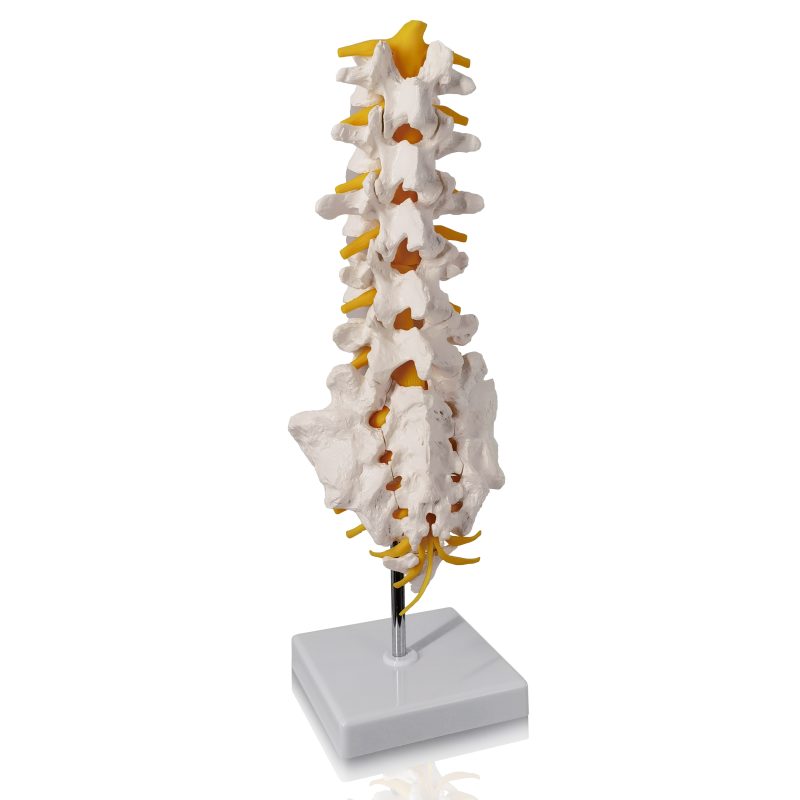 Life Size Human Lumbar Vertebrae Anatomy Model with Sacrum and Spinal Nerves