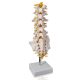 Life Size Human Lumbar Vertebrae Anatomy Model with Sacrum and Spinal Nerves