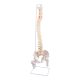 Life-Size Flexible Human Spine with Removable Femur Heads