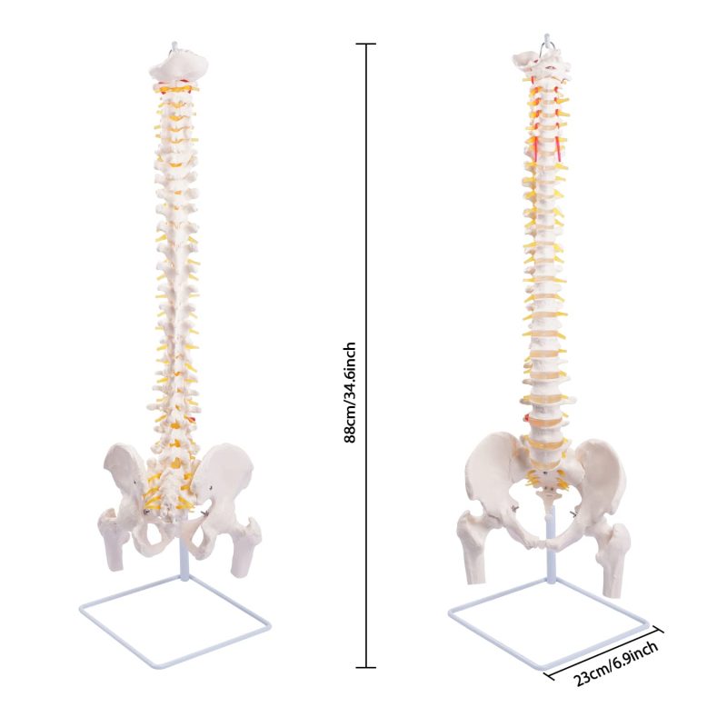 Life-Size Flexible Human Spine with Removable Femur Heads