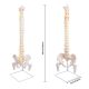 Life-Size Flexible Human Spine with Removable Femur Heads