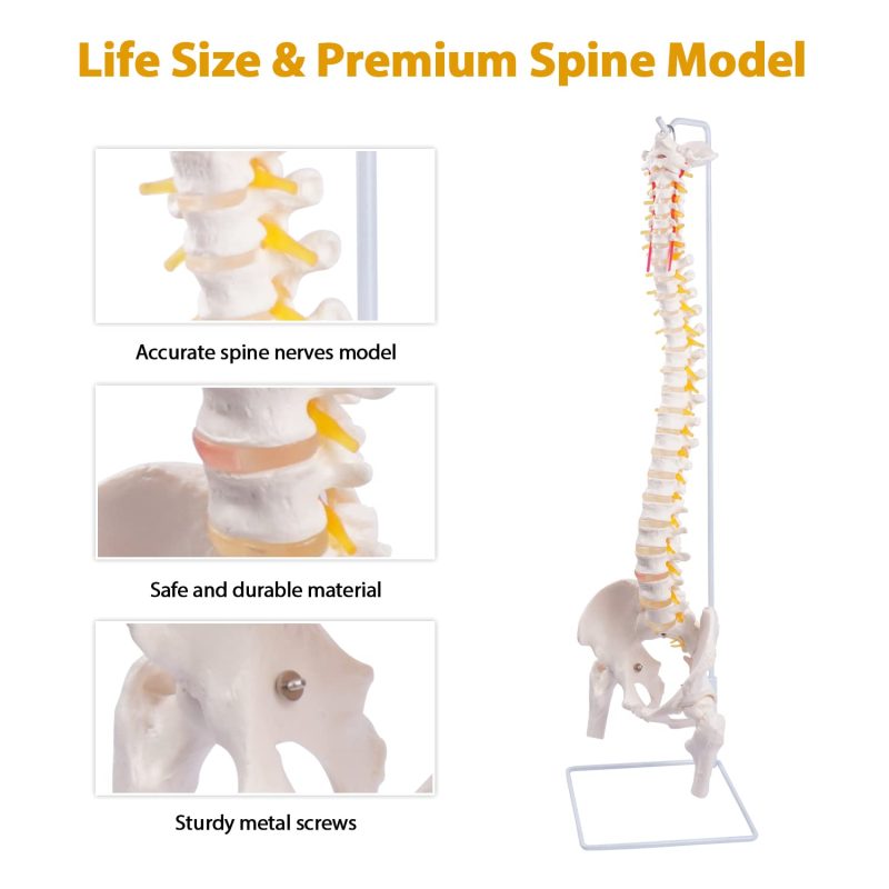 Life-Size Flexible Human Spine with Removable Femur Heads