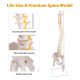 Life-Size Flexible Human Spine with Removable Femur Heads
