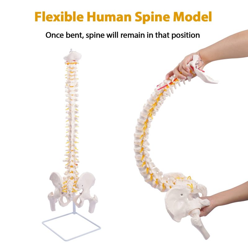 Life-Size Flexible Human Spine with Removable Femur Heads