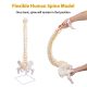 Life-Size Flexible Human Spine with Removable Femur Heads
