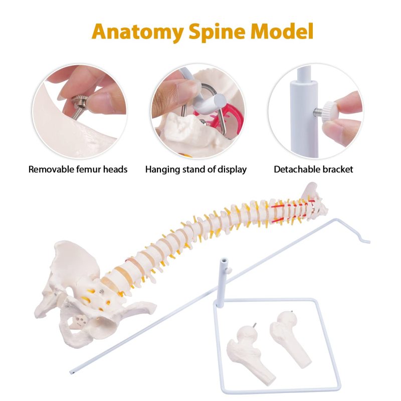Life-Size Flexible Human Spine with Removable Femur Heads