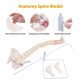 Life-Size Flexible Human Spine with Removable Femur Heads