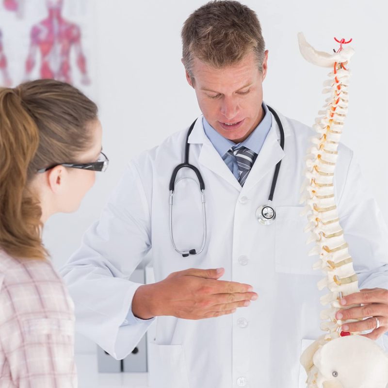 Life-Size Flexible Human Spine with Removable Femur Heads