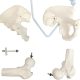 Life-Size Flexible Human Spine with Removable Femur Heads