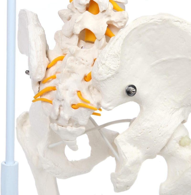 Life-Size Flexible Human Spine with Removable Femur Heads