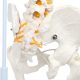 Life-Size Flexible Human Spine with Removable Femur Heads