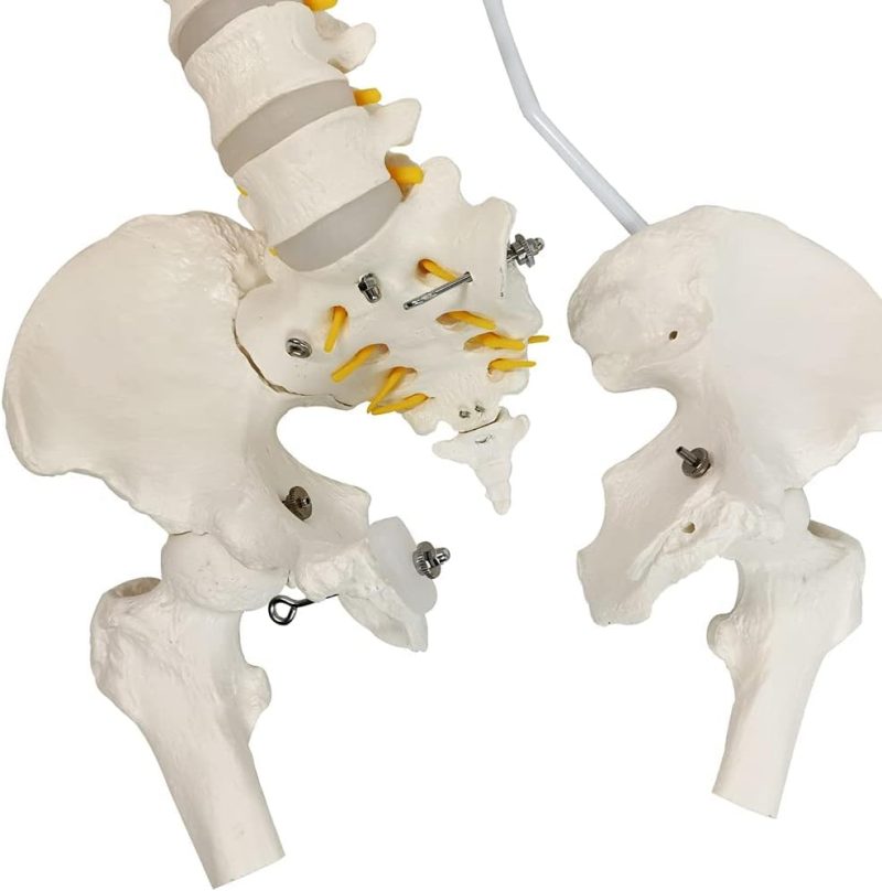 Life-Size Flexible Human Spine with Removable Femur Heads