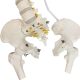 Life-Size Flexible Human Spine with Removable Femur Heads