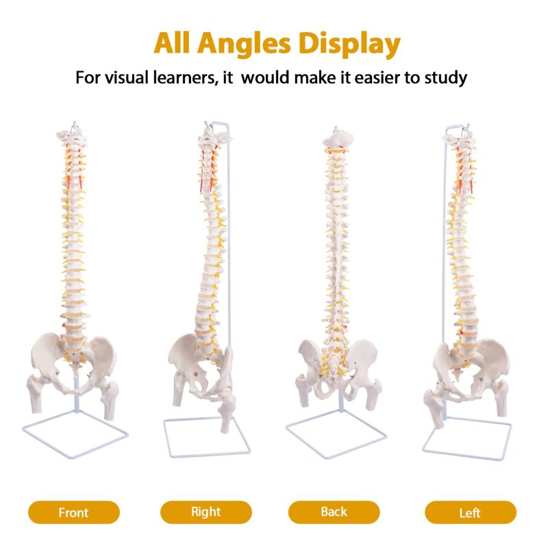 Life-Size Flexible Human Spine with Removable Femur Heads