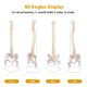 Life-Size Flexible Human Spine with Removable Femur Heads