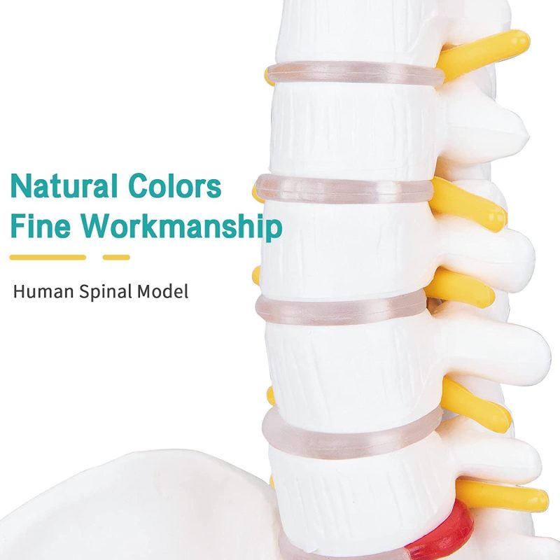 Life-Size Flexible Human Spine with Removable Femur Heads