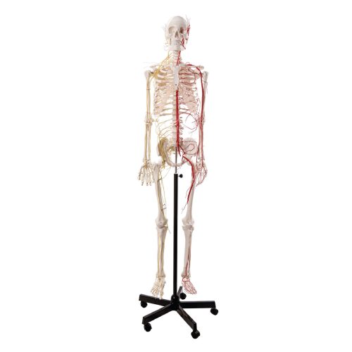 Life Size Human Skeleton Anatomy Model With Blood Vessels And Nerves